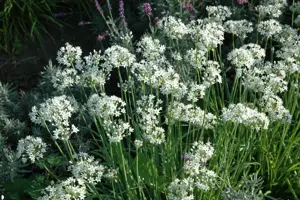 Allium tuberosum 'Cliffs of Dover' - 2 Ltr pot - image 3