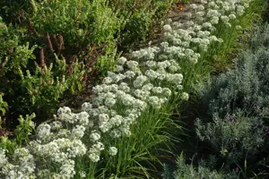 Allium tuberosum 'Cliffs of Dover' - 2 Ltr pot - image 4