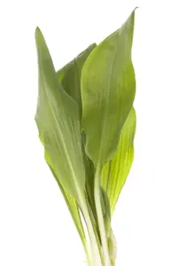 Allium ursinum - P9 - image 2