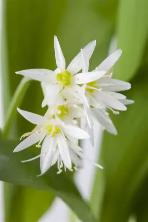 Allium ursinum - P9 - image 3