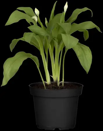 Allium ursinum - P9 - image 5