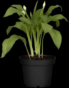 Allium ursinum - P9 - image 5