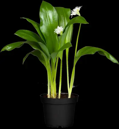 Allium ursinum - P9 - image 4