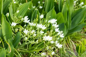 Allium ursinum - flower bulb - image 3
