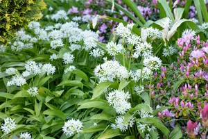 Allium ursinum - flower bulb - image 4