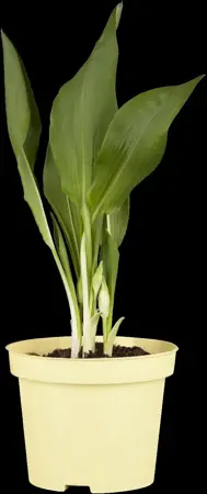 Allium ursinum - P9 - image 1