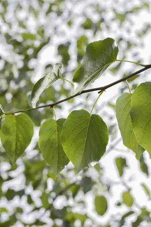 Alnus cordata - 100-125 CM C7.5 - image 3