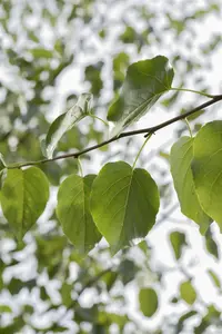 Alnus cordata - 100-125 CM C7.5 - image 3