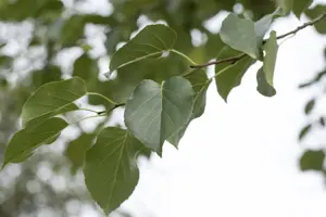 Alnus cordata