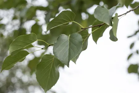Alnus cordata - STDS 6-8 CM CONT - image 1