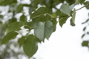 Alnus cordata - STDS 6-8 CM CONT - image 1
