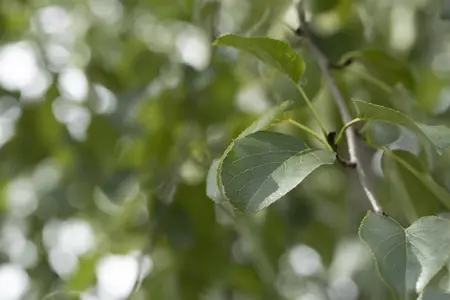 Alnus cordata - STDS 6-8 CM CONT - image 2