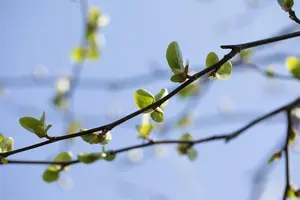 Alnus cordata - STDS 6-8 CM CONT - image 5
