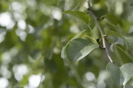 Alnus cordata - STD 8-10 CM CONT     - image 2