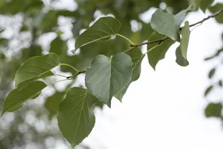 Alnus cordata - 60-80 CM C7.5 - image 1