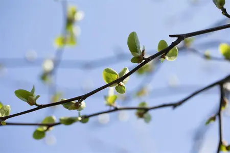 Alnus cordata - 100-125 CM C7.5 - image 5
