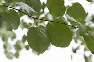Alnus cordata - 125-150 CM C5 - image 4