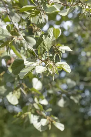 Alnus glutinosa - 150-175 CM C15 - image 1