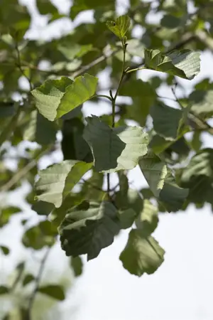 Alnus glutinosa - 150-175 CM C15 - image 5