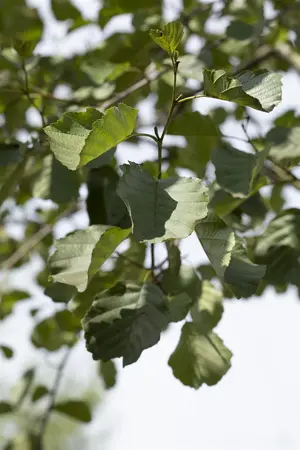 Alnus glutinosa - MULTISTEM 200-250 CM C20 - image 5