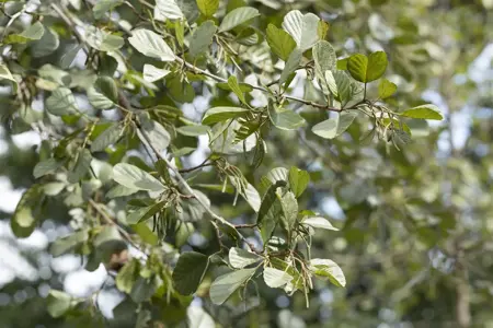 Alnus glutinosa - Plug/Celgrown - image 3
