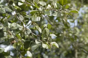 Alnus glutinosa - 150-175 CM C15 - image 2