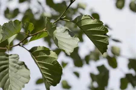 Alnus glutinosa - 150-175 CM C15 - image 4