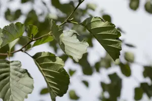Alnus glutinosa - 150-175 CM C15 - image 4