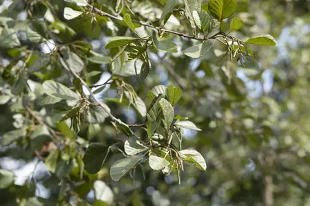 Alnus glutinosa - MULTISTEM 200-250 CM C20 - image 2
