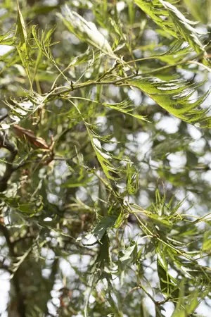 Alnus glutinosa 'Imperialis' - 125-150 CM C20 - image 3