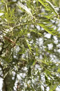 Alnus glutinosa 'Imperialis' - 125-150 CM C20 - image 3