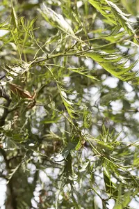 Alnus glutinosa 'Imperialis' - STDS 6-8 CM CONT - image 3