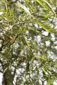 Alnus glutinosa 'Imperialis' - STD 4-6 CM CONT - image 3