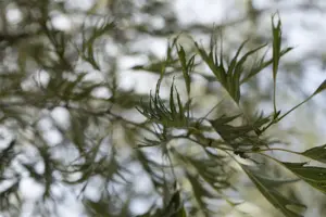 Alnus glutinosa 'Imperialis'