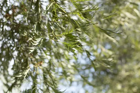 Alnus glutinosa 'Imperialis' - 125-150 CM C20 - image 2