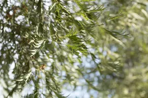 Alnus glutinosa 'Imperialis' - 125-150 CM C20 - image 2