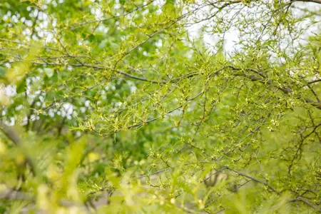Alnus glutinosa 'Imperialis' - 125-150 CM C20 - image 4