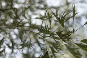 Alnus glutinosa 'Imperialis' - STDS 6-8 CM CONT - image 4