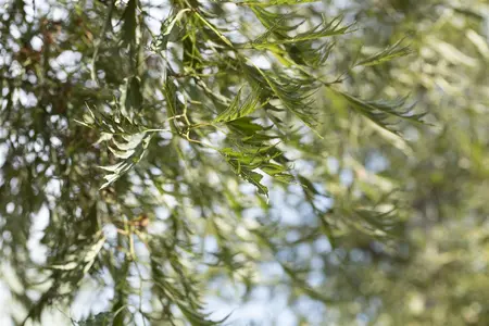 Alnus glutinosa 'Imperialis' - STD 4-6 CM CONT - image 2