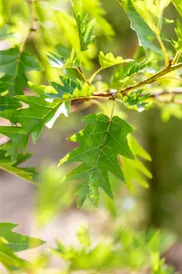 Alnus glutinosa 'Laciniata'