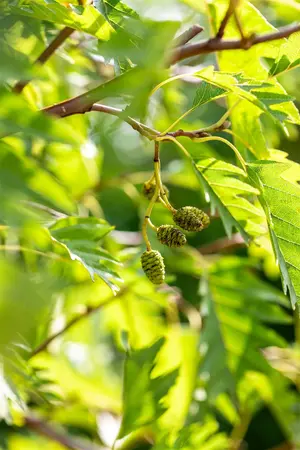 Alnus glutinosa 'Laciniata' - 100-125 CM C6 WHIP - image 4