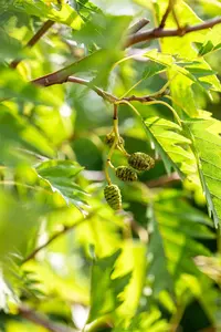 Alnus glutinosa 'Laciniata' - 150-175 CM C6 WHIP - image 4