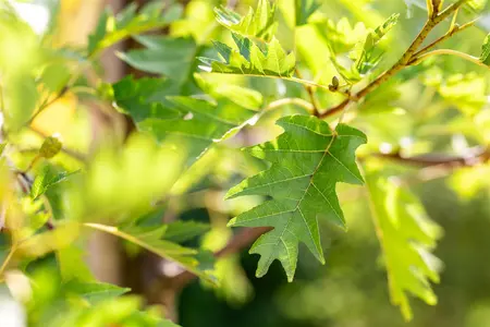 Alnus glutinosa 'Laciniata' - STDS 12-14 CM CONT - image 2