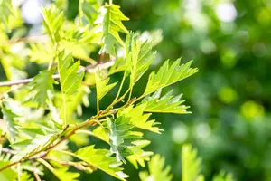 Alnus glutinosa 'Laciniata' - 100-125 CM C6 WHIP - image 5