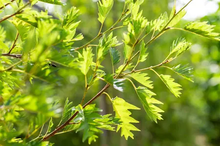 Alnus glutinosa 'Laciniata' - 150-175 CM C6 WHIP - image 3