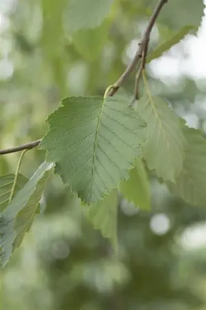 Alnus incana - 150-175 CM C15 - image 5
