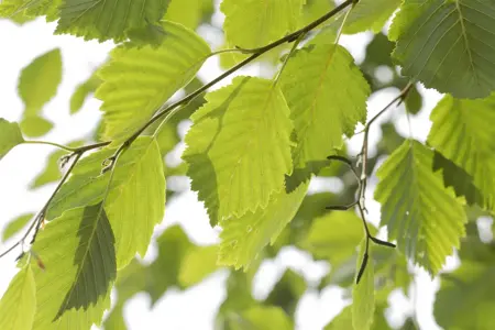 Alnus incana - 150-175 CM C15 - image 1