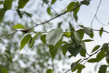 Alnus incana - 150-175 CM C15 - image 2