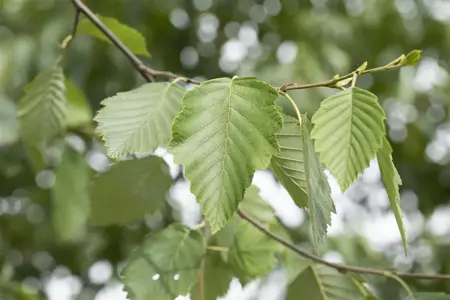 Alnus incana - 150-175 CM C15 - image 3