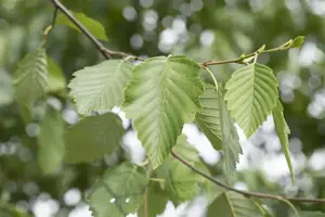 Alnus incana - 150-175 CM C15 - image 3